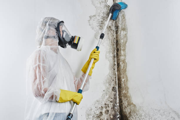 Best Black Mold Removal  in Jefferson City, TN