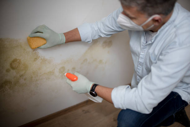 Best Residential Mold Removal  in Jefferson City, TN