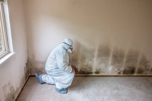 Best Commercial Mold Removal  in Jefferson City, TN