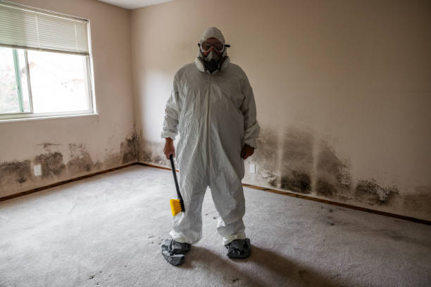 Best Office Mold Removal Services  in Jefferson City, TN