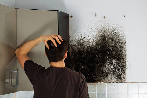 Best Mold Damage Repair  in Jefferson City, TN