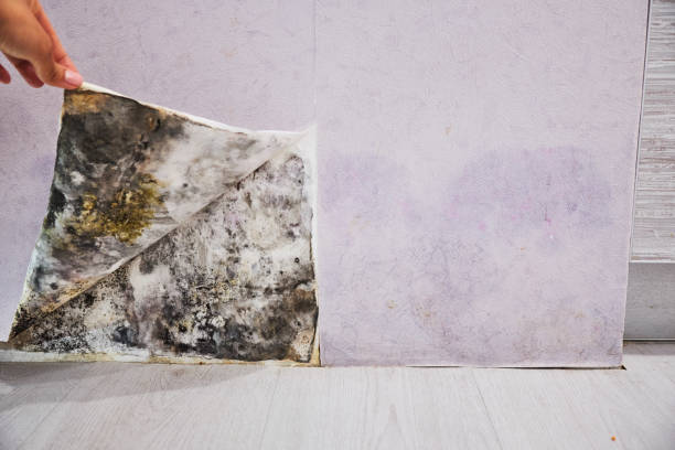 Best Commercial Mold Removal  in Jefferson City, TN